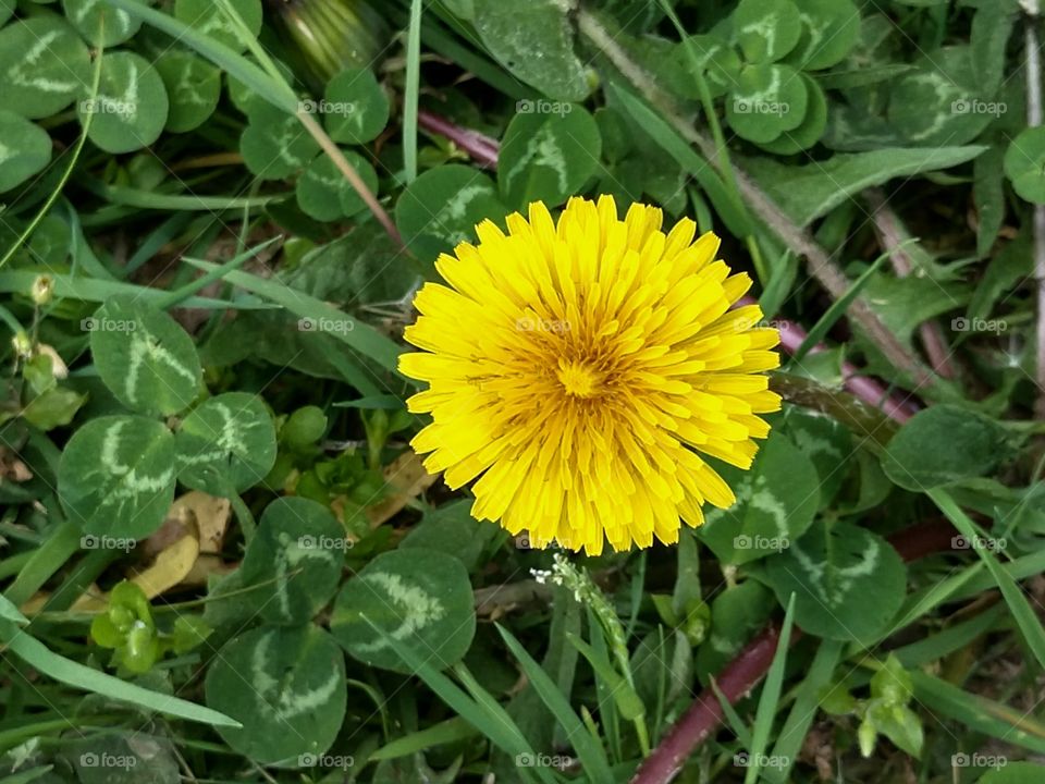 Dandelion and clover, green, yellow