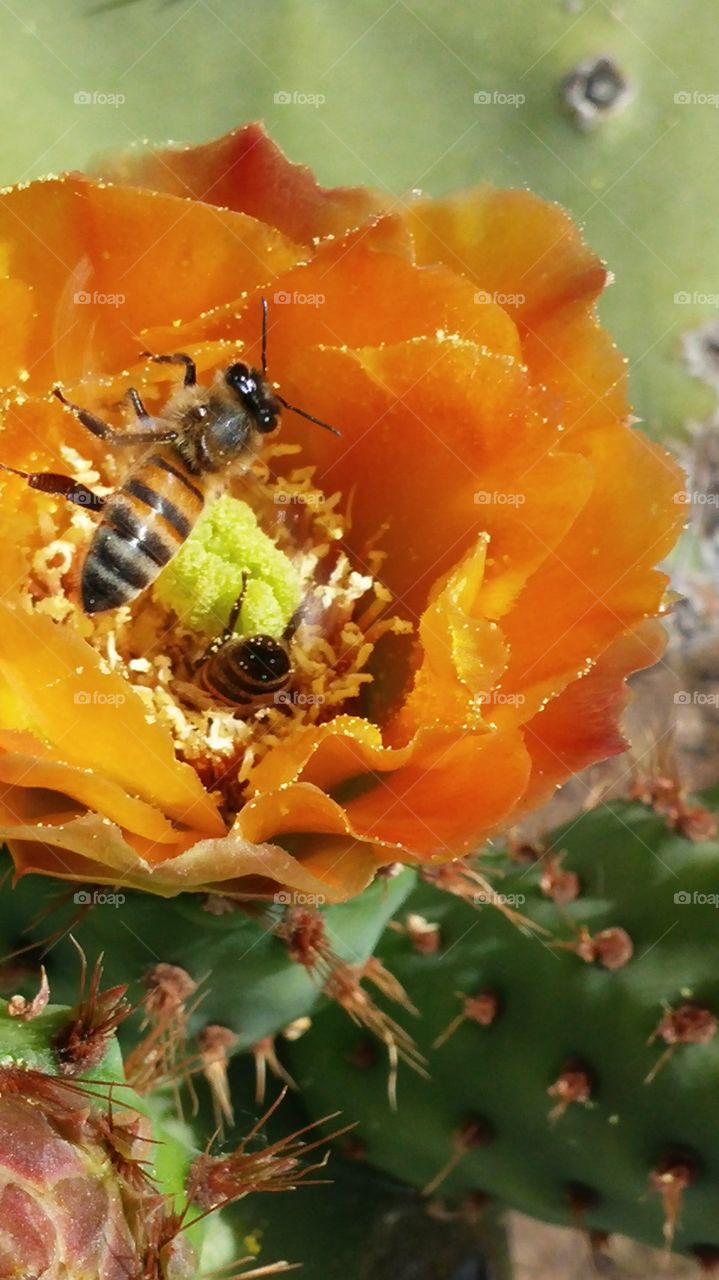 cactus flower with bees