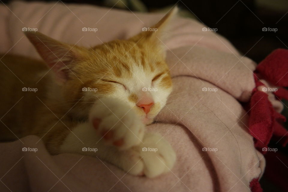 Sleeping kitten