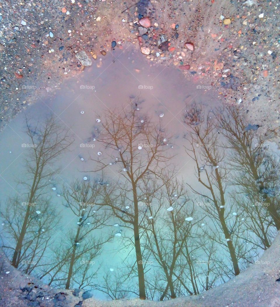 Bare trees reflection in puddle