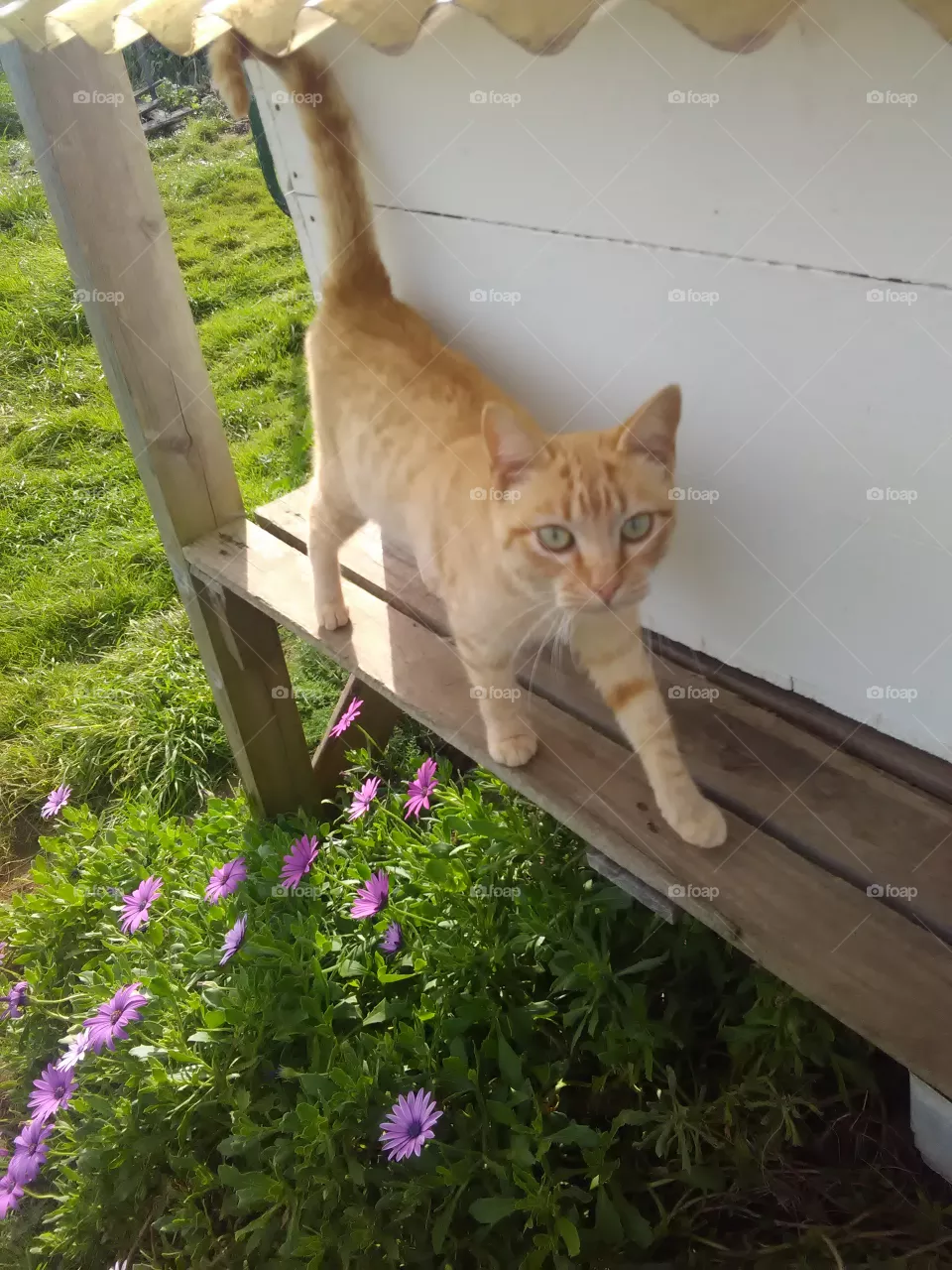 Kitten