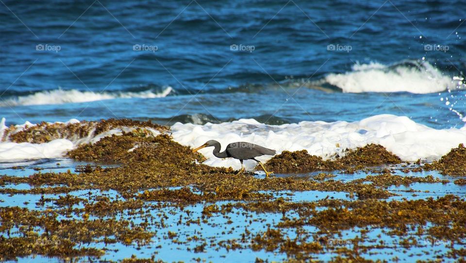 Sea weeds and waves