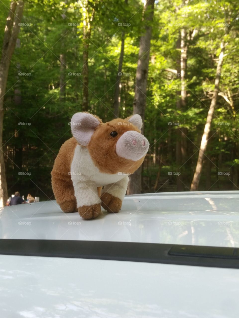 Pigglett enjoying the fresh air in Cades Cove Tennessee