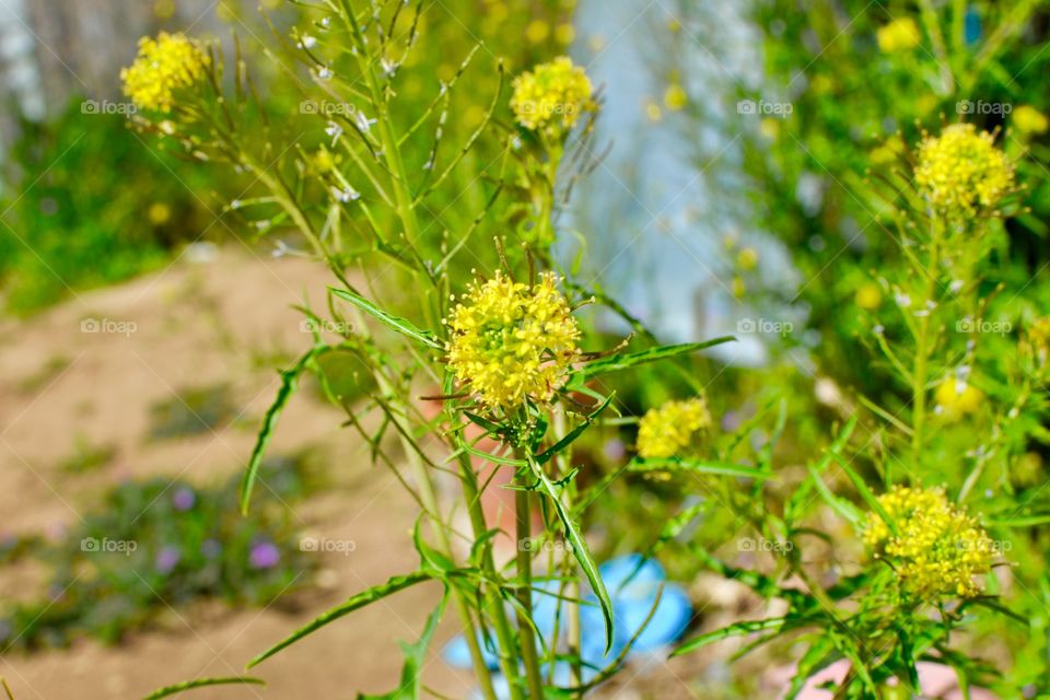Pretty Weeds outside by the garden 