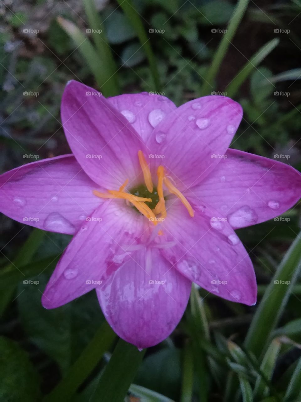 Beautyfull macro shots!