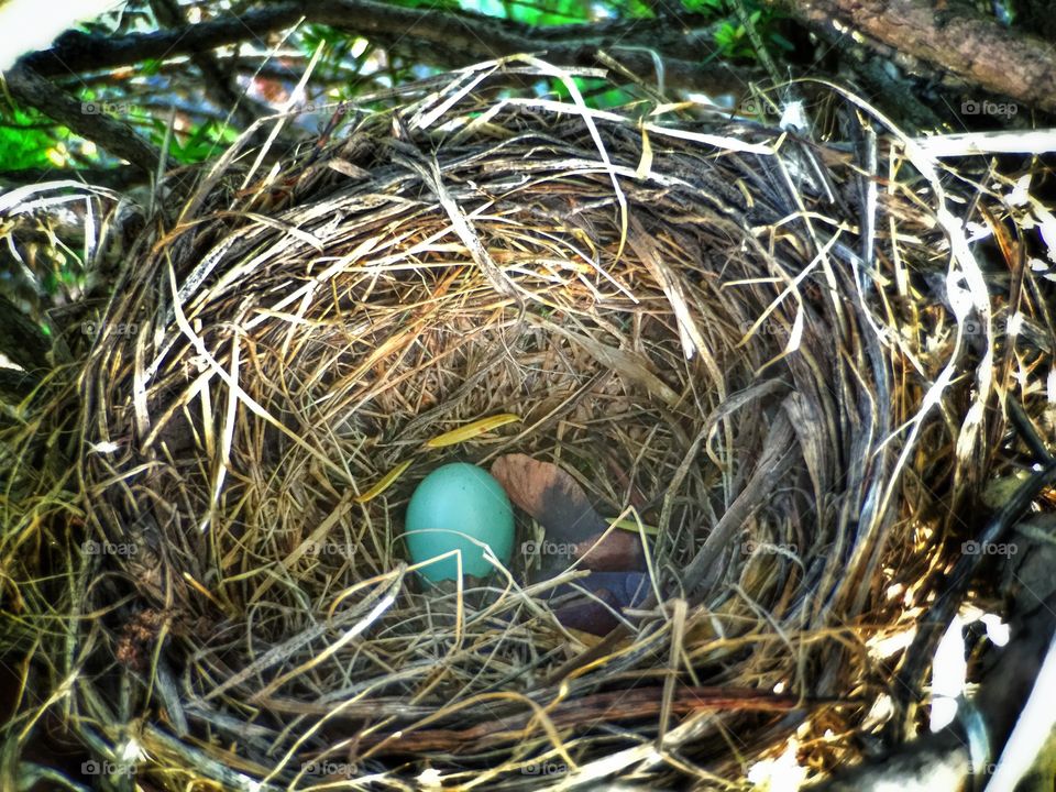 An Egg in the Nest