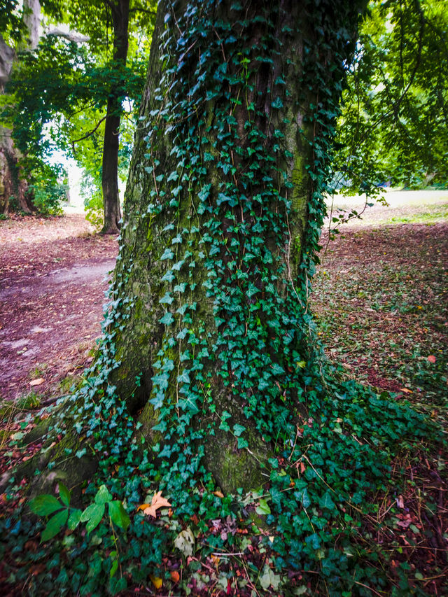 Ivy