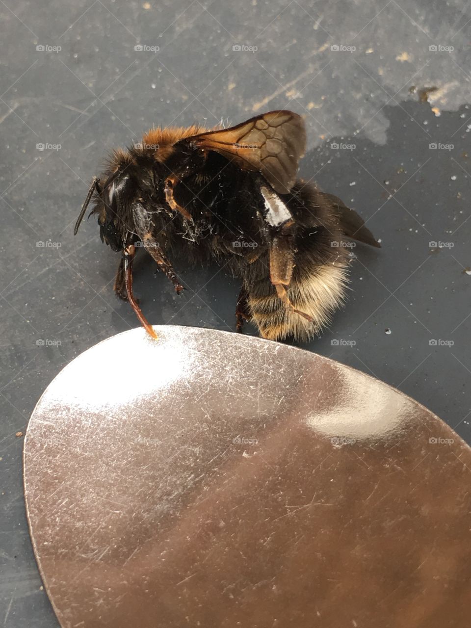 Injured tree bumble bee drinking sugar water off a metal spoon in the garden 