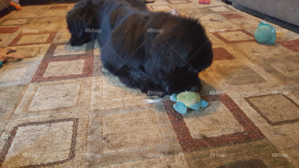 No Person, Floor, Mammal, Desktop, One