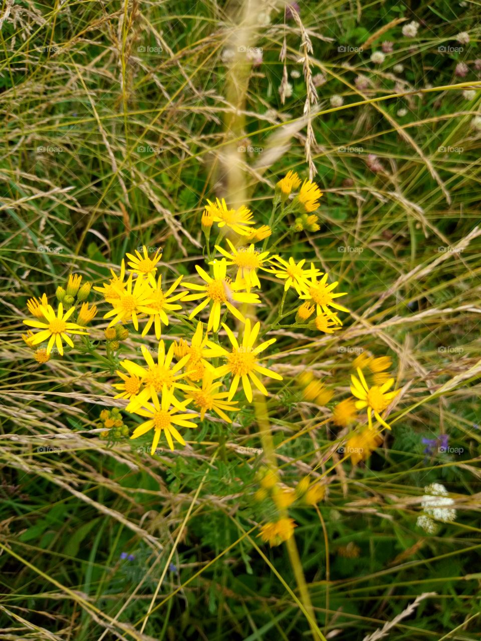 луговые цветы