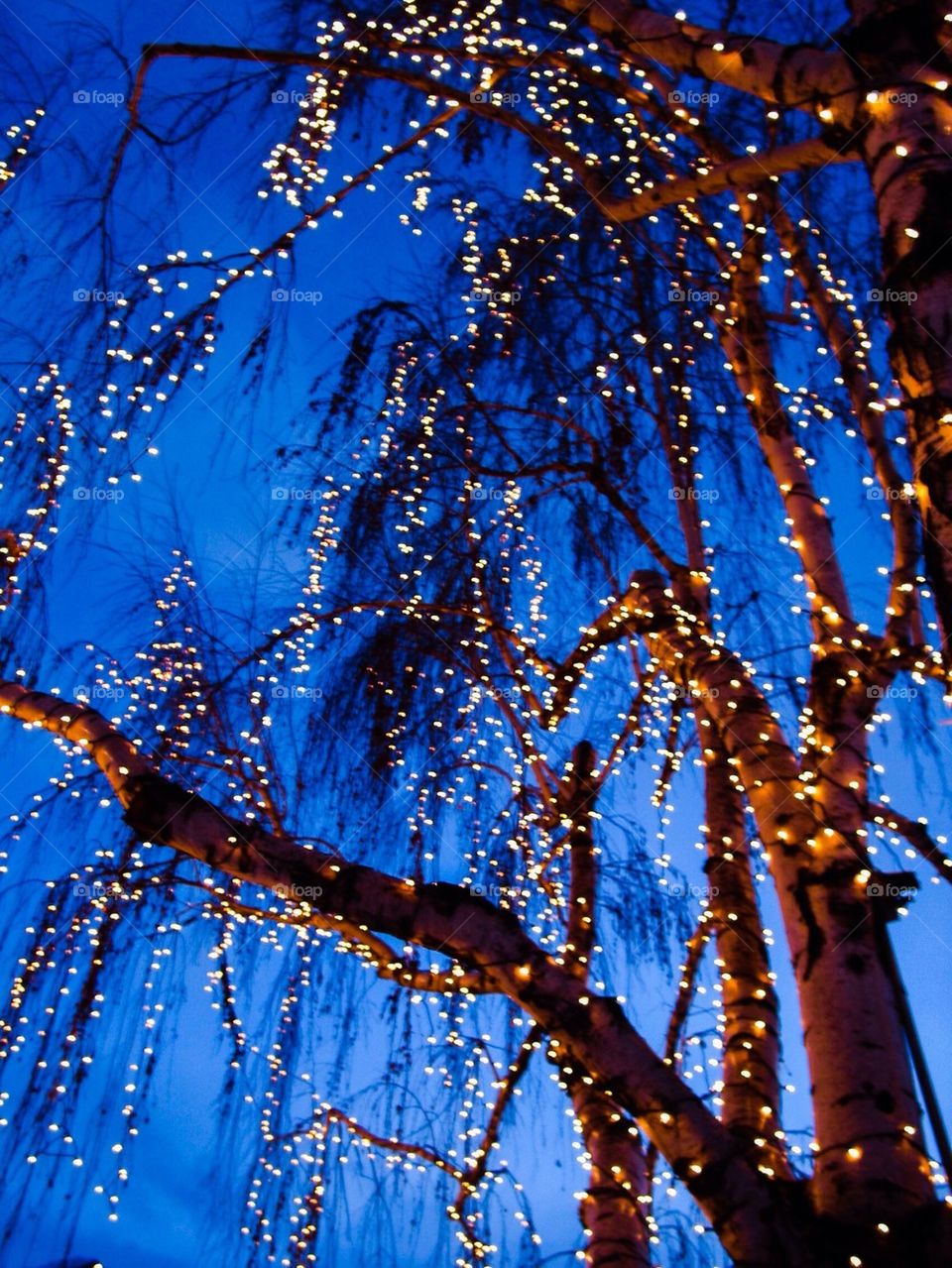 Tree with lights
