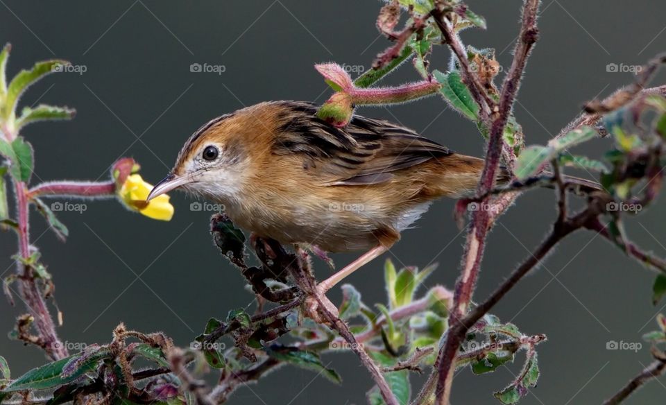 Golden-headed Cisticola