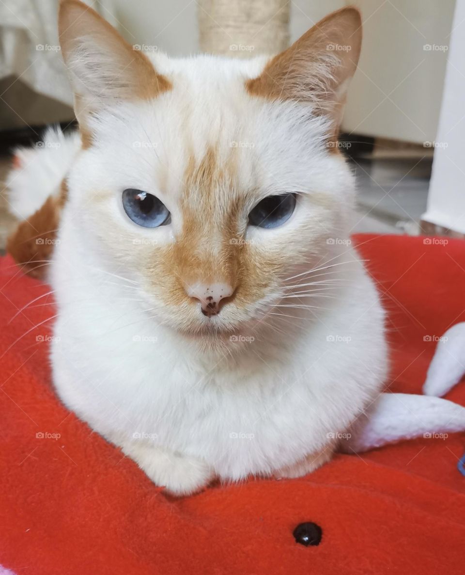 A serius cat laying in bed