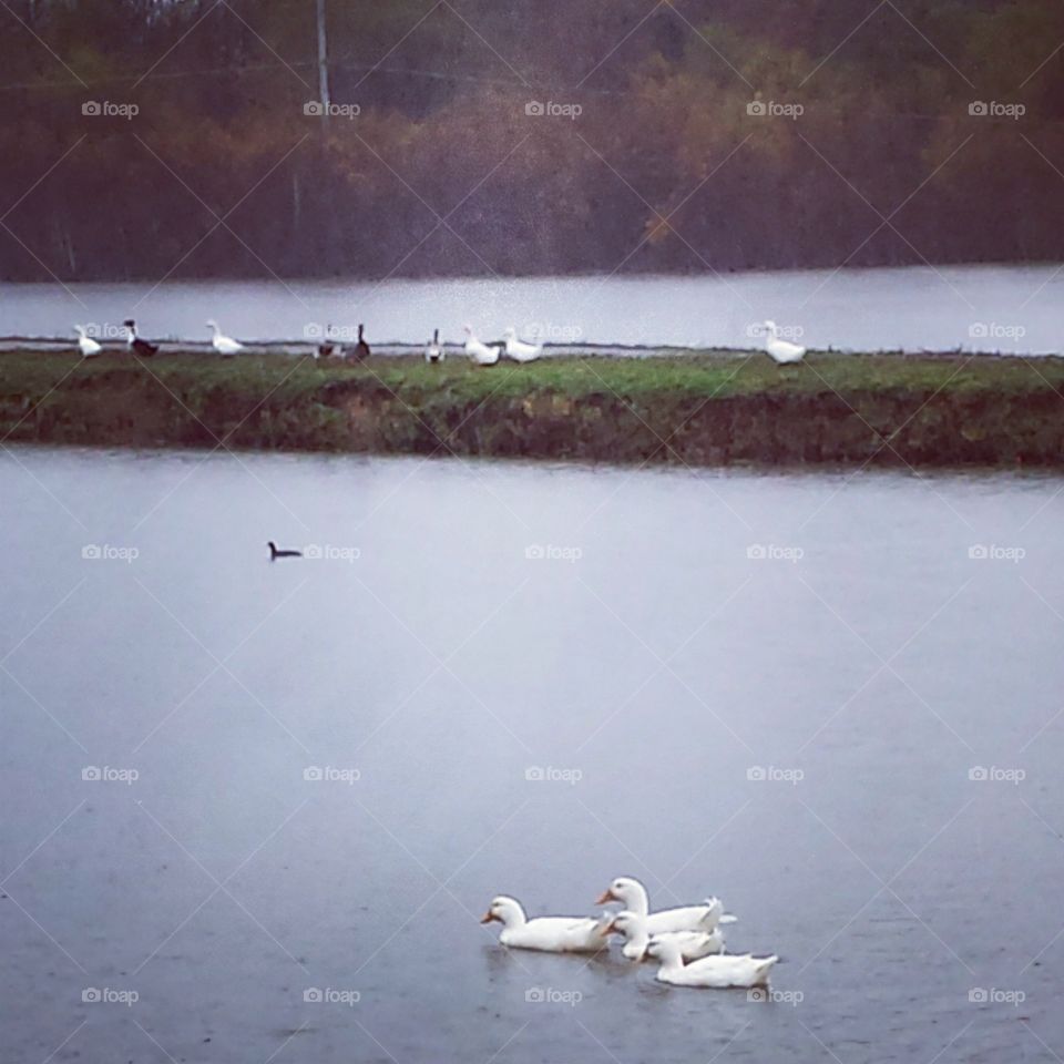 Water, Lake, River, Swan, Bird