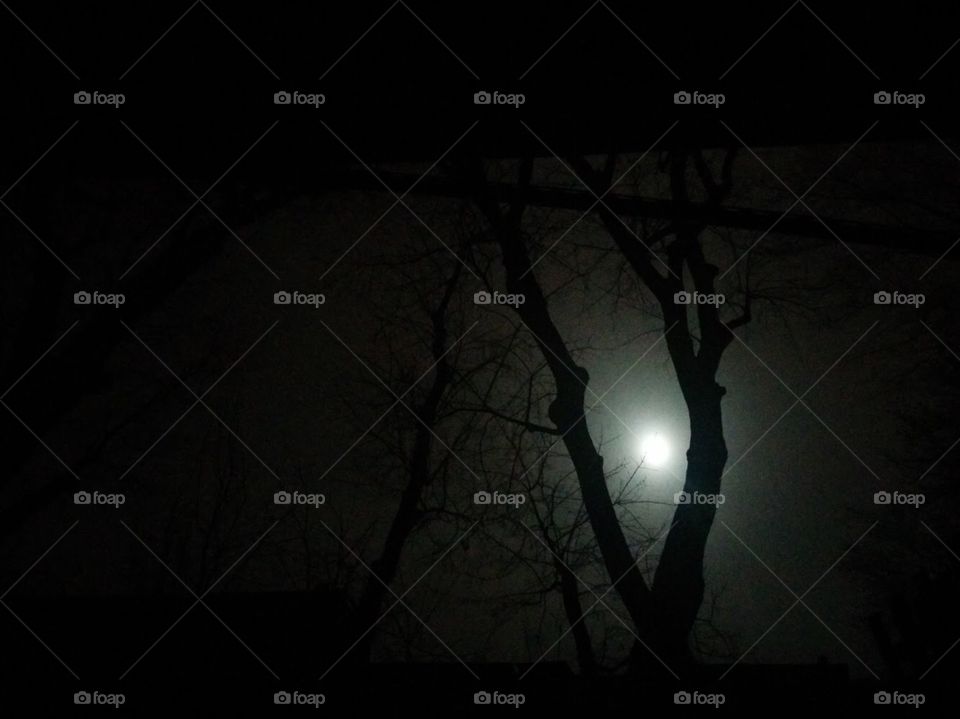 Full moon through bare trees