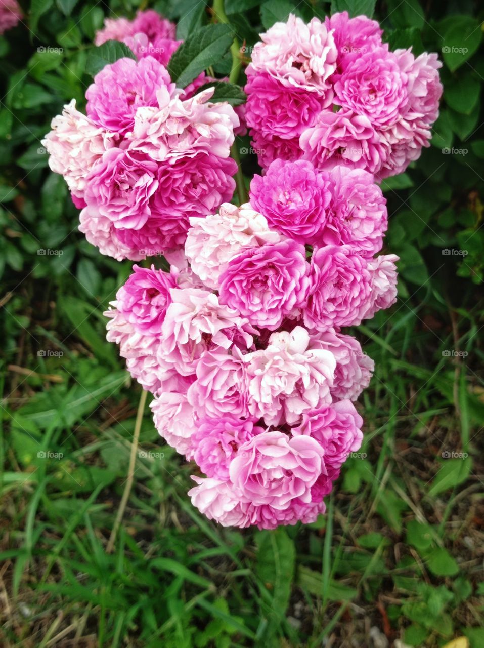 Roses, a smally pink flowers. Summer.