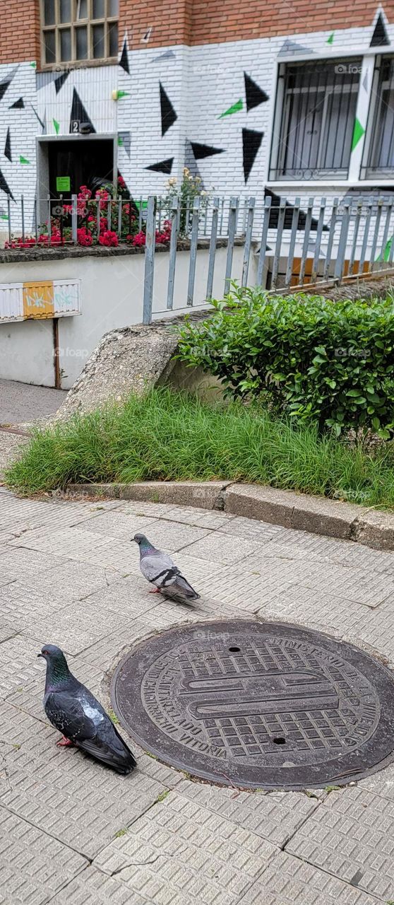 Pigeon