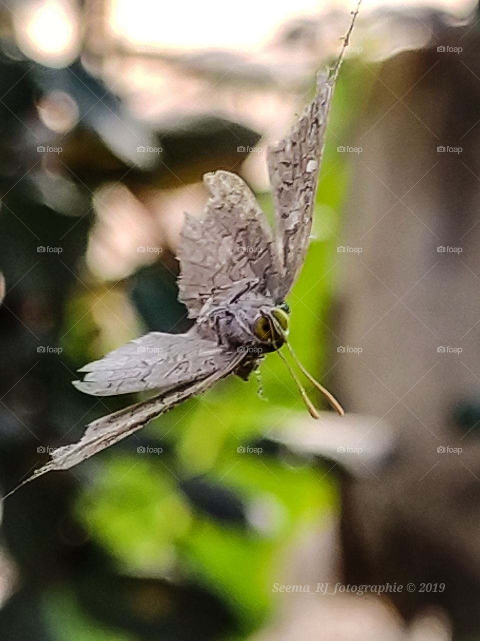 Dead hanging butterfly