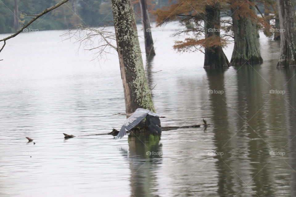 Herron in flight