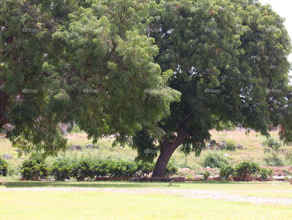 Tree, Landscape, Grass, Nature, Park