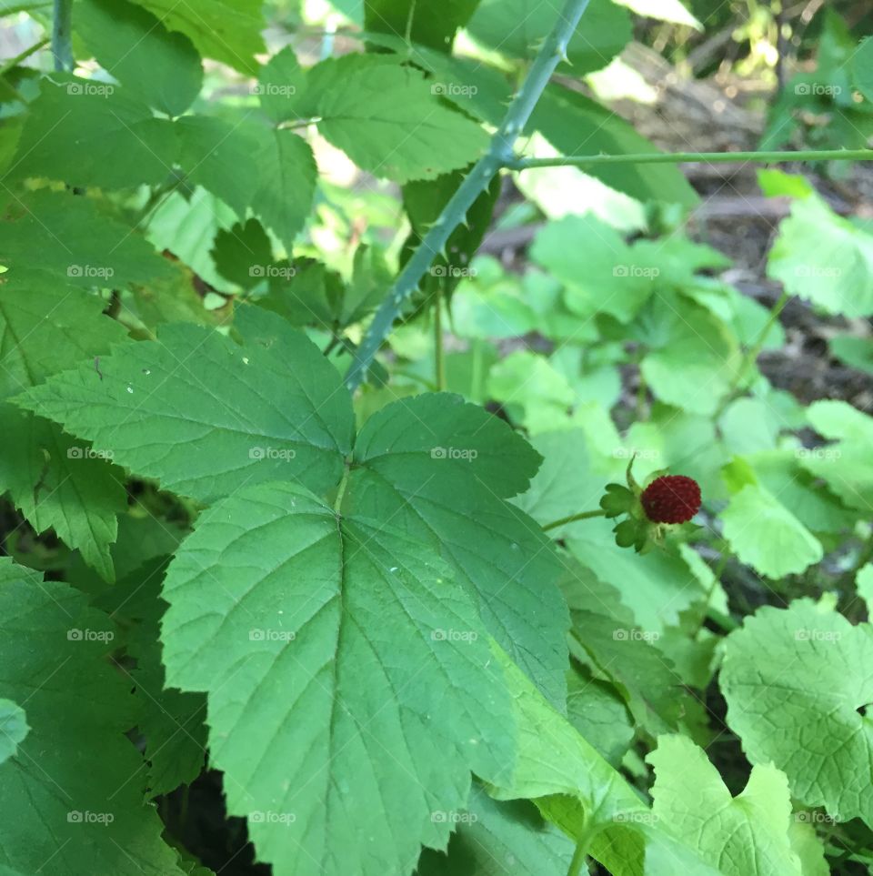 We call these wild strawberries but I don't know the botanical name. They are edible and quite good. 