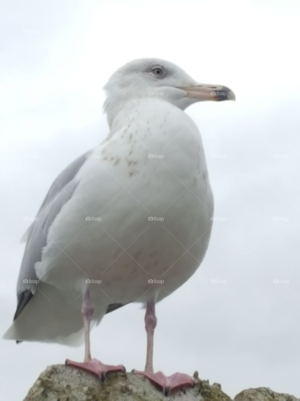 sea bird