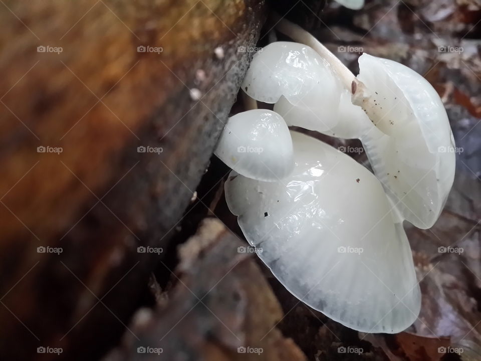 transparent white mushrooms in the forest