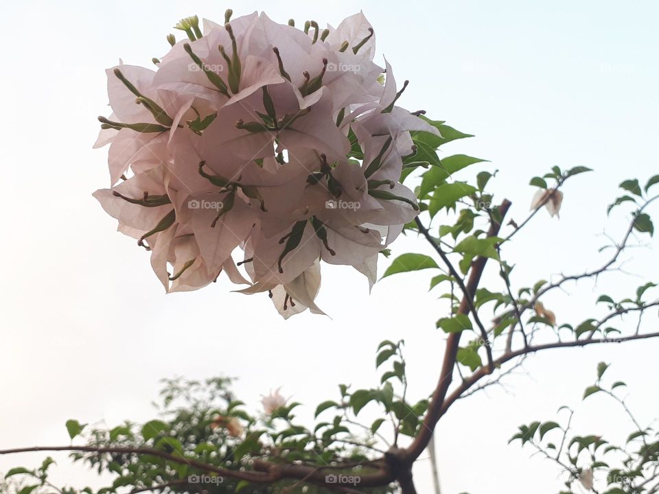 Unique and rare flowers are selling well