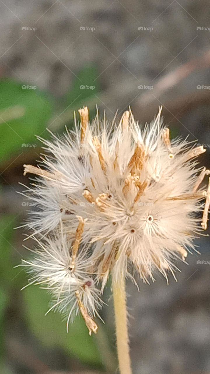 grass flower