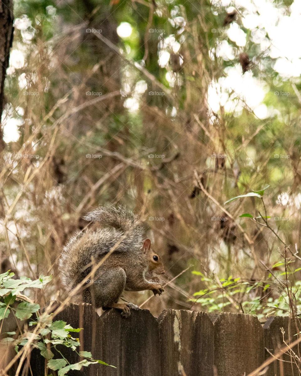 Squirrel eating 
