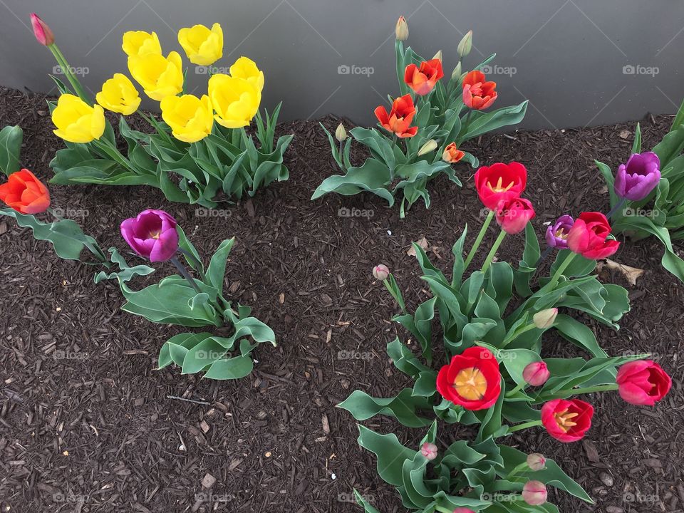 Tulips