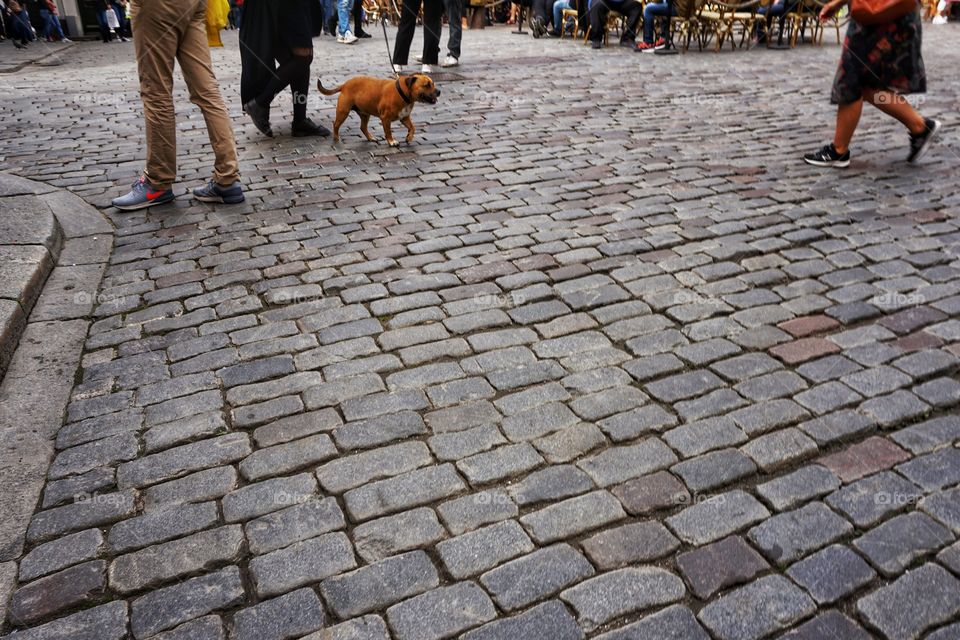 Dogs Day in Summer