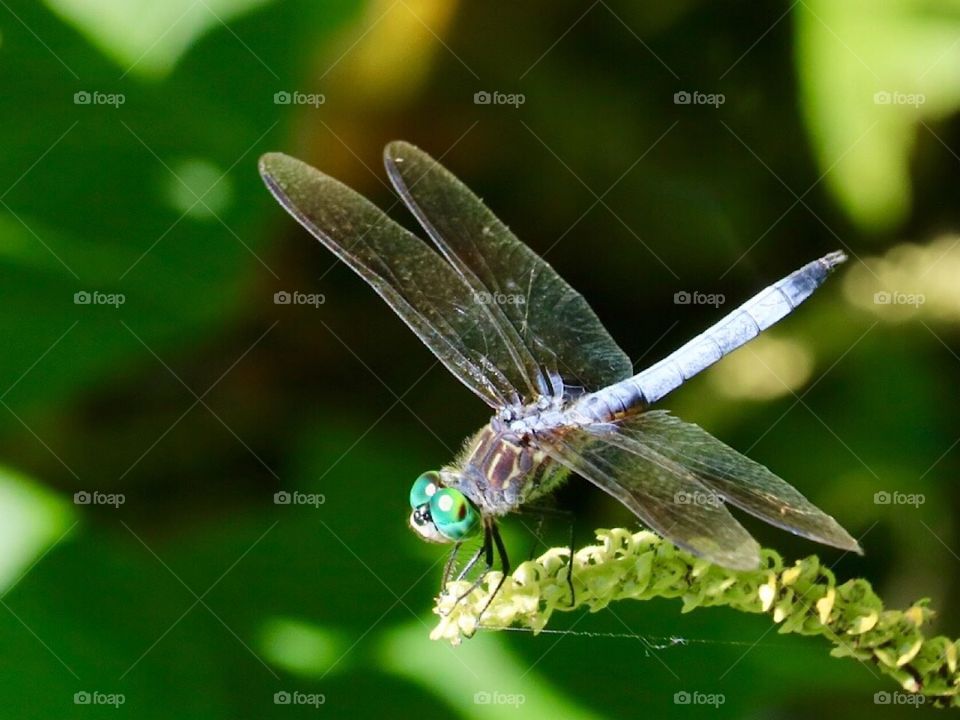 Dragonfly 