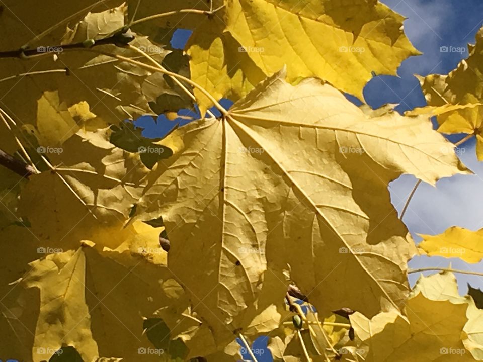  Veins in a leaf