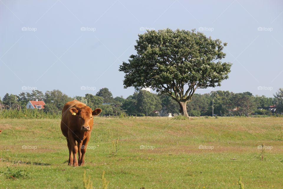 Lonely Tree