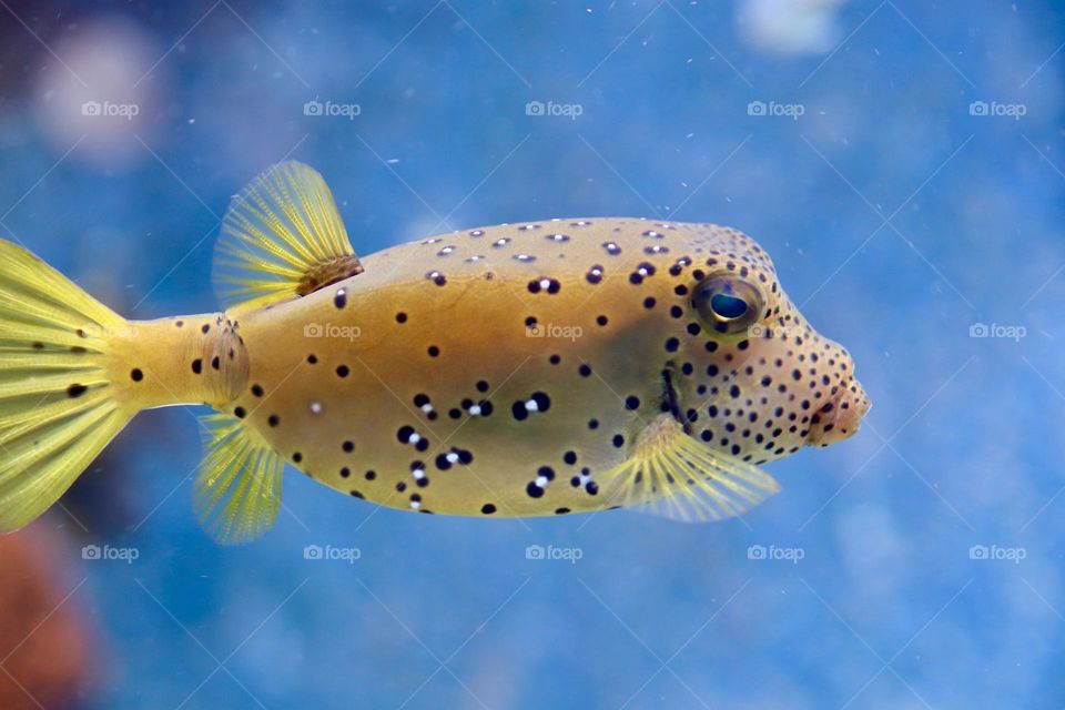 Beautiful and cute fish