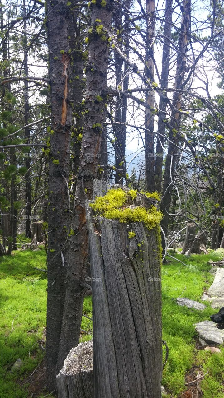 Moss on an old stump