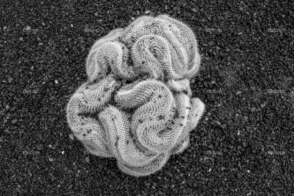 Cactus Black and White