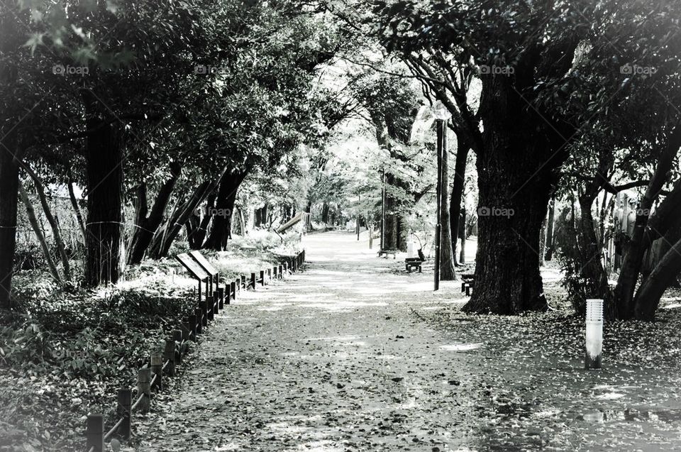 Black and white path