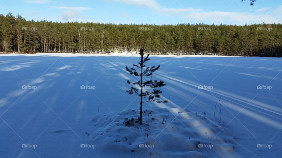 tree on ice