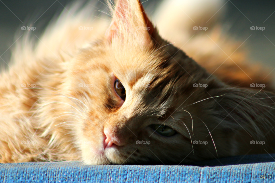 Orange Fluff