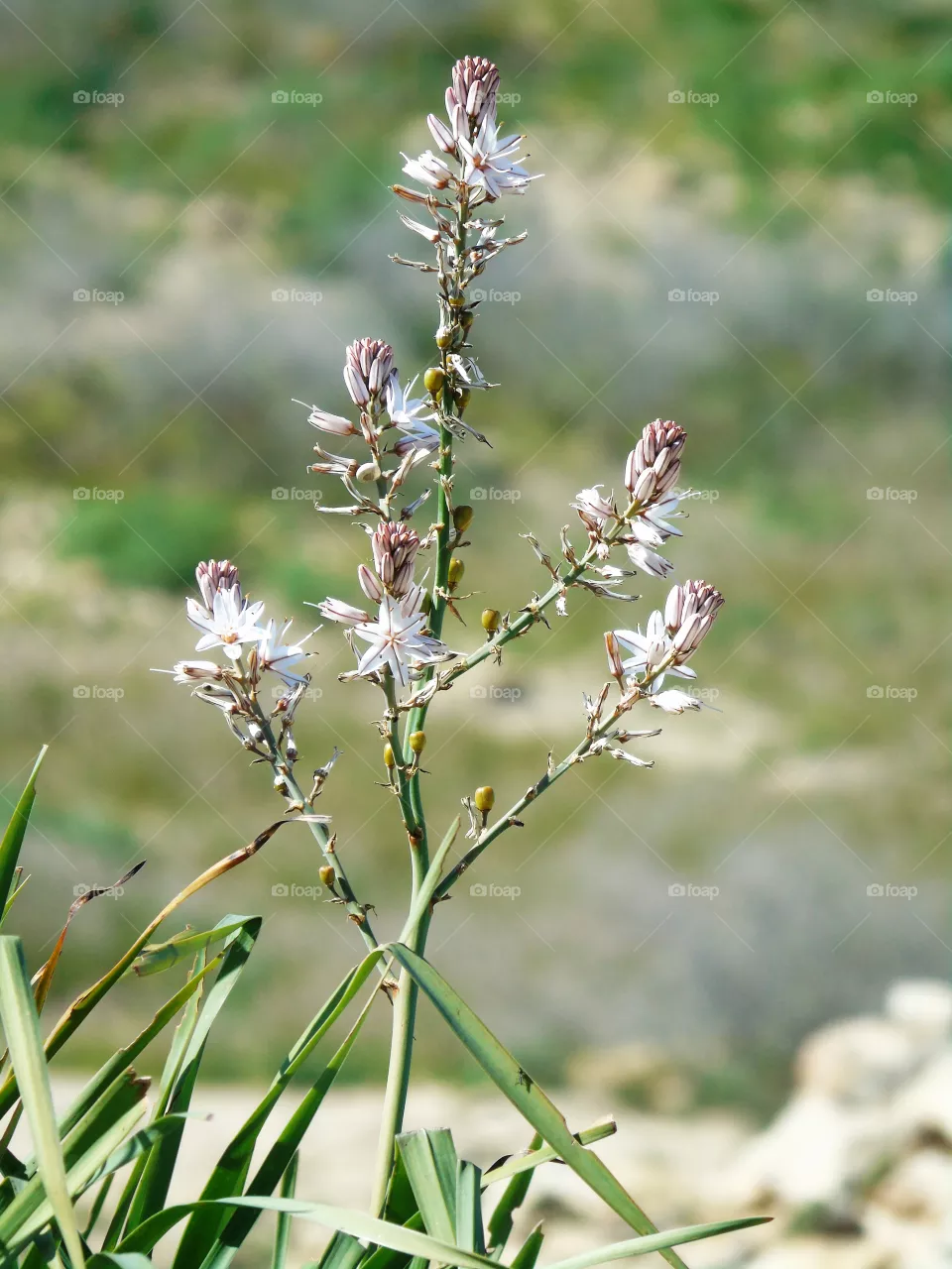 Fleur sauvage