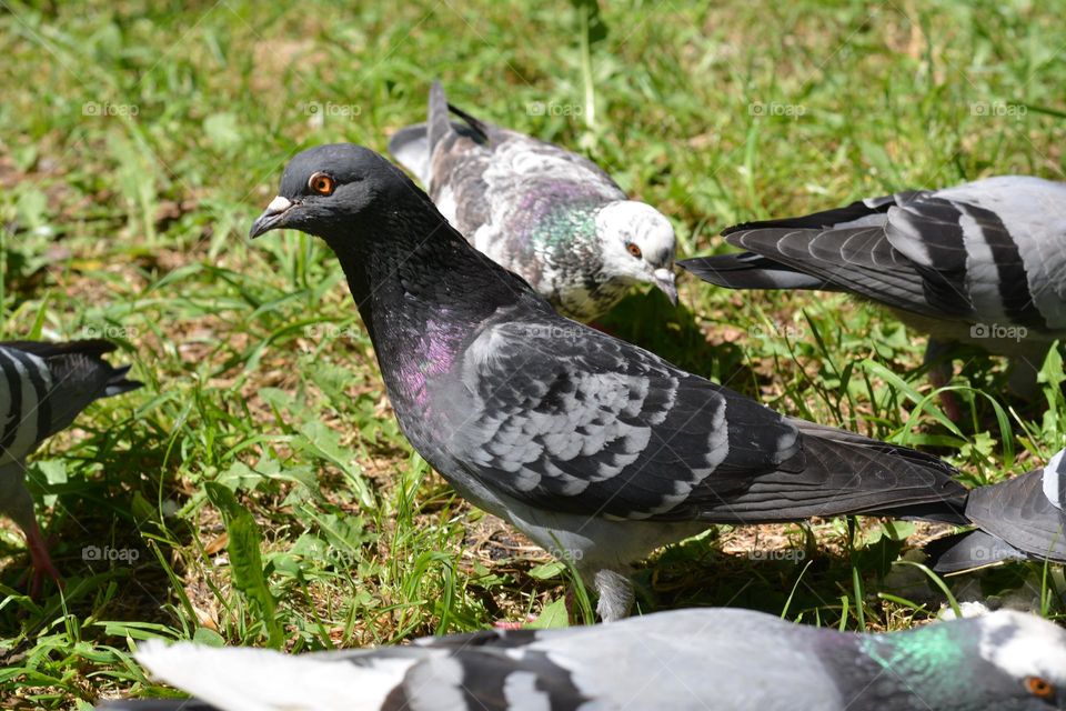 urban birds doves in city park