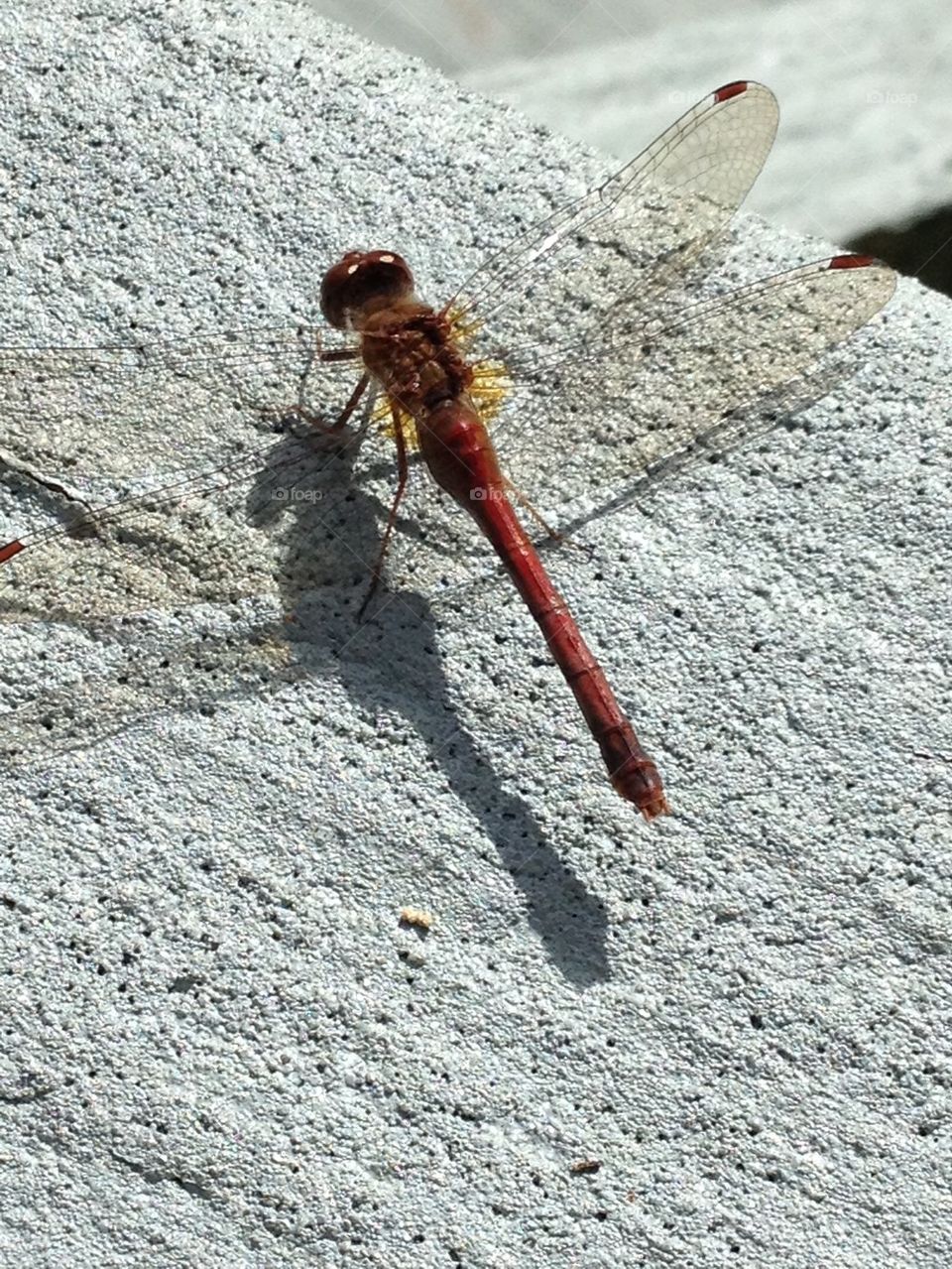 DRAGONFLY RED COLOR