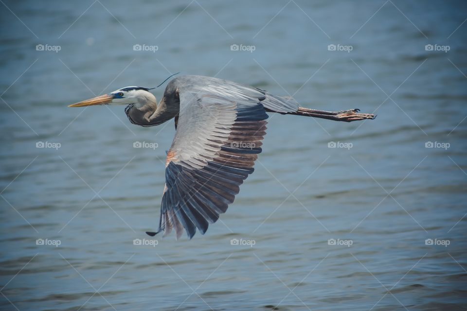 Heron