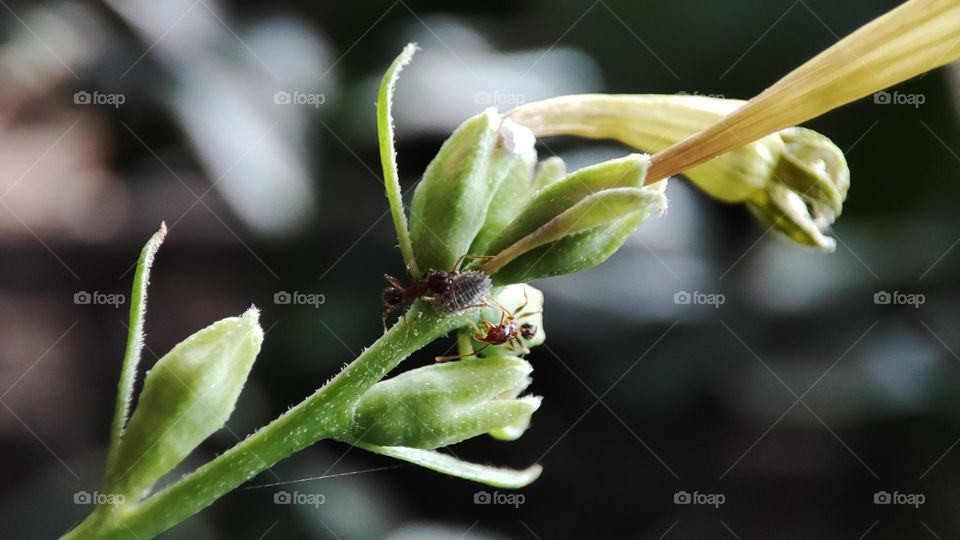 Ants and aphids