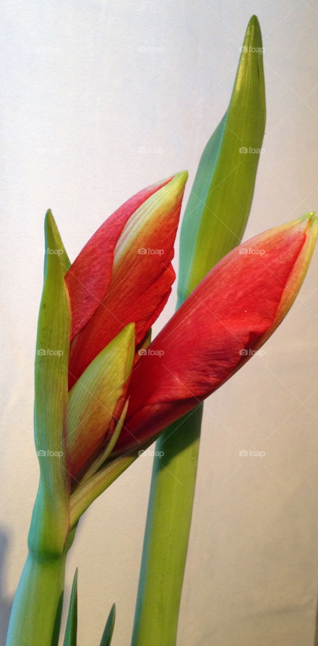 No Person, Flower, Nature, Flora, Leaf