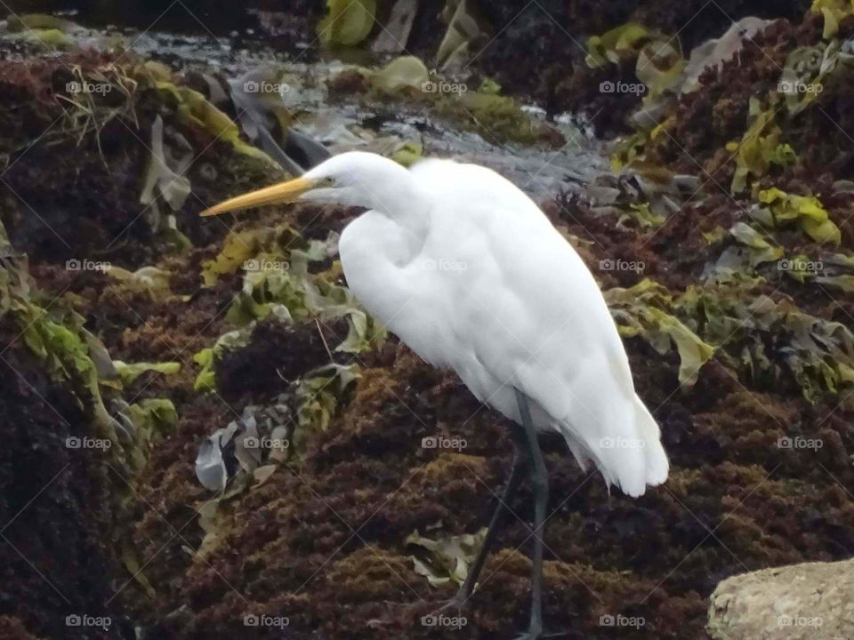 The Great Snowy Egret