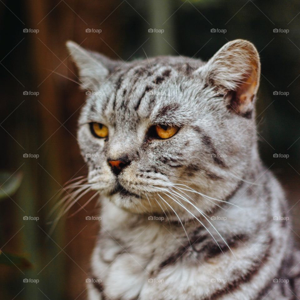 Cat, Eye, Fur, Animal, Whisker