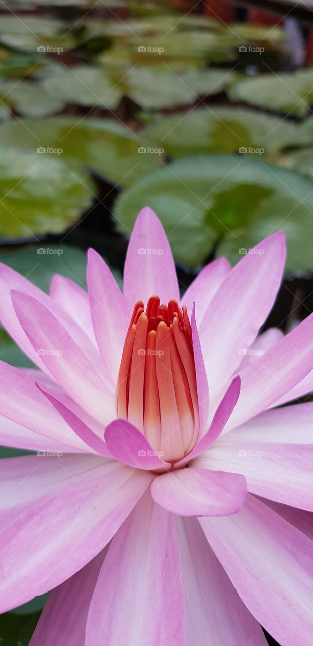 Lotus flower closeup